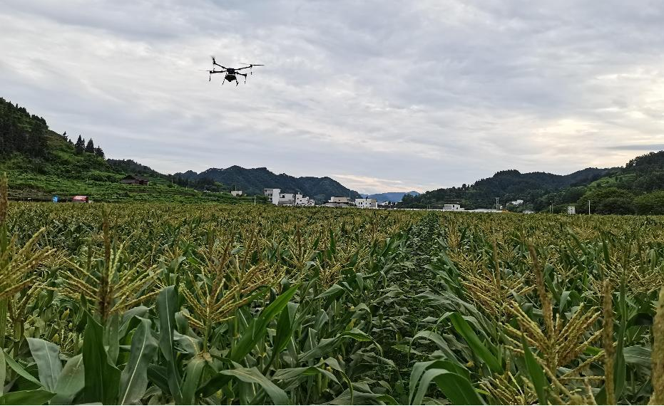 平菇种植新技术_致富经平菇种植技术_致富种植技术平菇视频