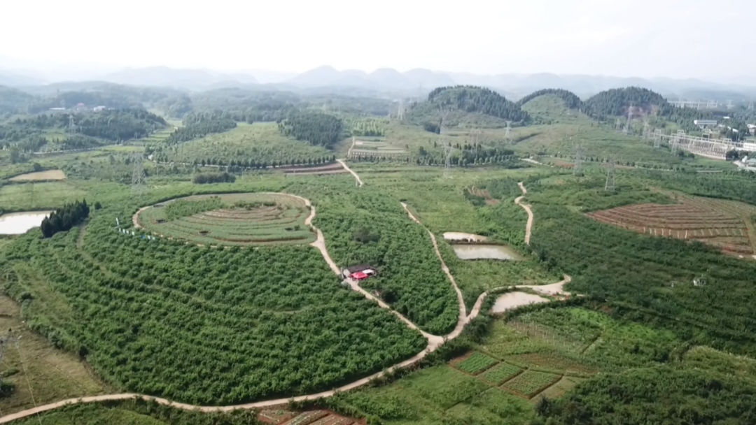 致富经平菇种植技术_致富种植技术平菇视频_平菇种植新技术
