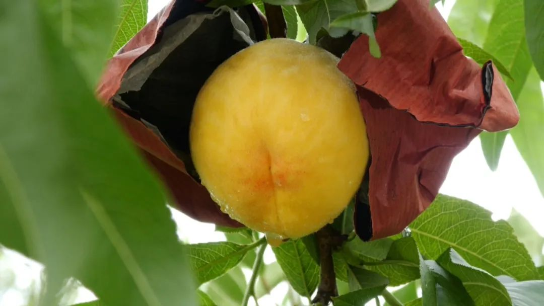 致富种植技术平菇视频_致富经平菇种植技术_平菇种植新技术