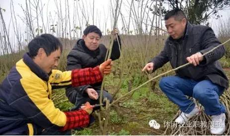 桑果栽培技术_长果桑种植技术_种植桑果的技术和方法