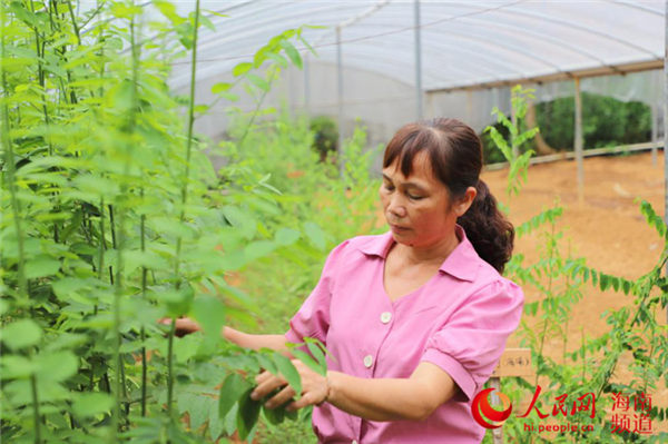 蘑菇种植技术员_蘑菇菌类种植技术员_蘑菇员种植技术要点