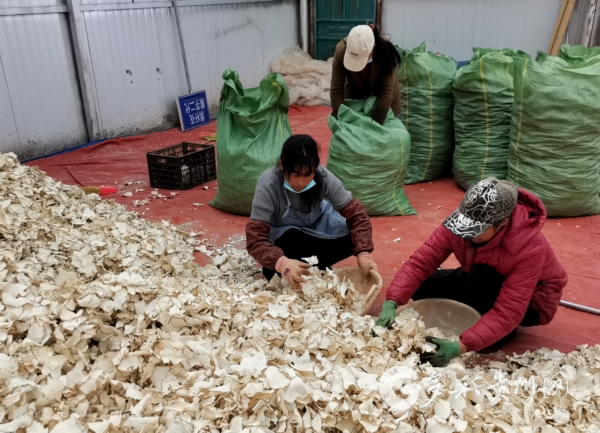金铁锁种植几年可收获_金铁锁植物_金铁锁种植致富