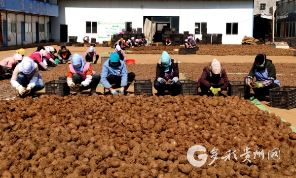 金铁锁种植几年可收获_金铁锁种植致富_金铁锁植物