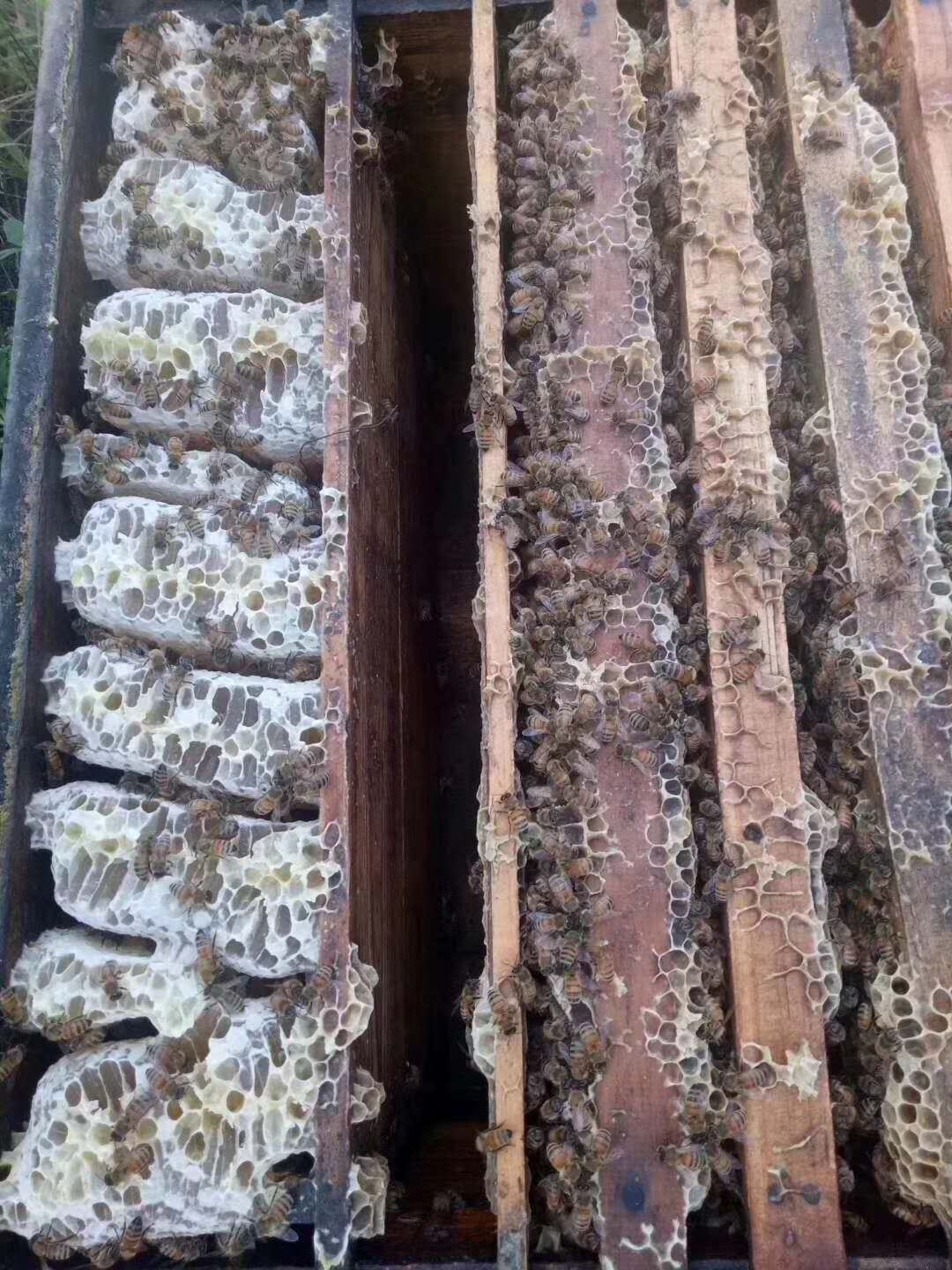 蜜蜂新闻致富养殖视频_蜜蜂养殖业发展新模式_养殖蜜蜂致富新闻