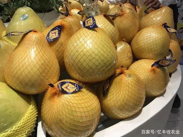用柚子种栽培技术_柚子种植方法_柚子子的种植技术