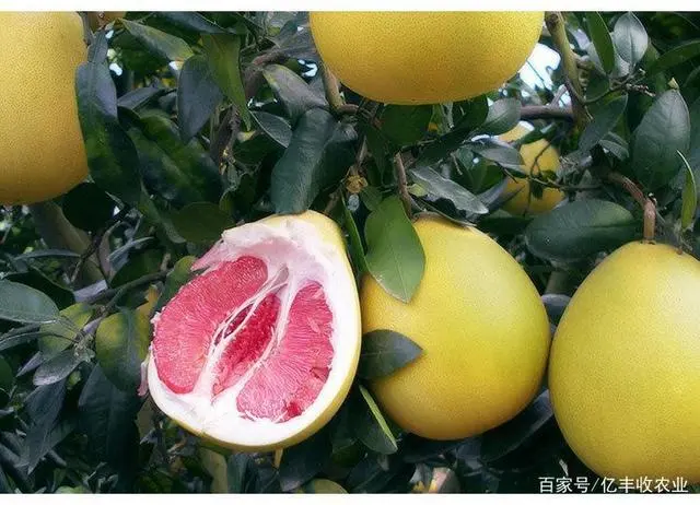 用柚子种栽培技术_柚子种植方法_柚子子的种植技术