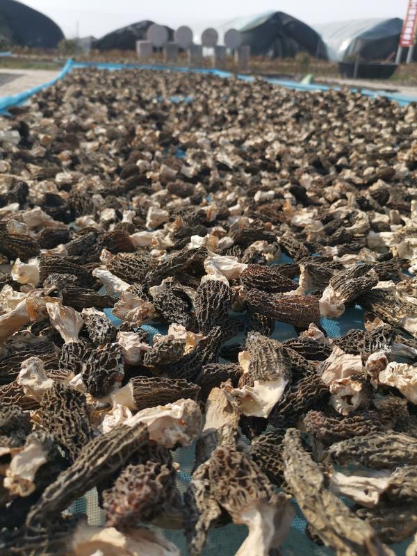 致富种植河南无花果视频_致富经河南种植无花果_河南无花果种植基地