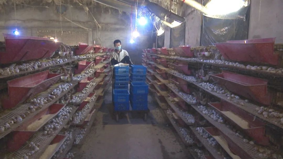 致富养殖鹌鹑怎么样_养殖鹌鹑赚钱吗_养殖鹌鹑的致富