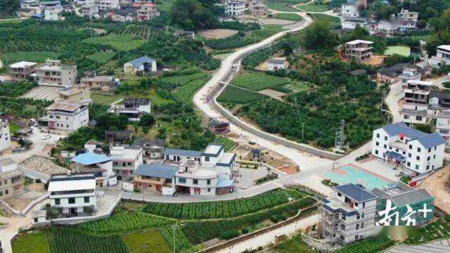 乡村脱贫攻坚|梅州市大埔县漳北村：“柚”是一年丰收时！来打卡向往的生活