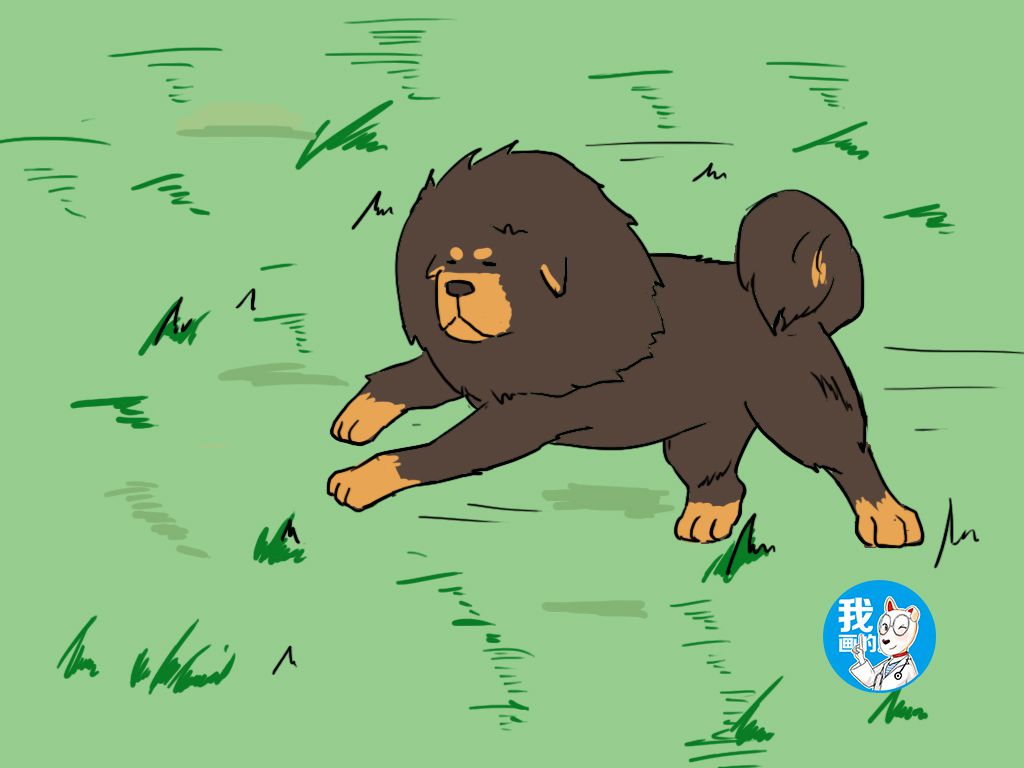 养殖藏獒有前景吗_养殖藏獒措施技术要求_养殖藏獒的技术措施