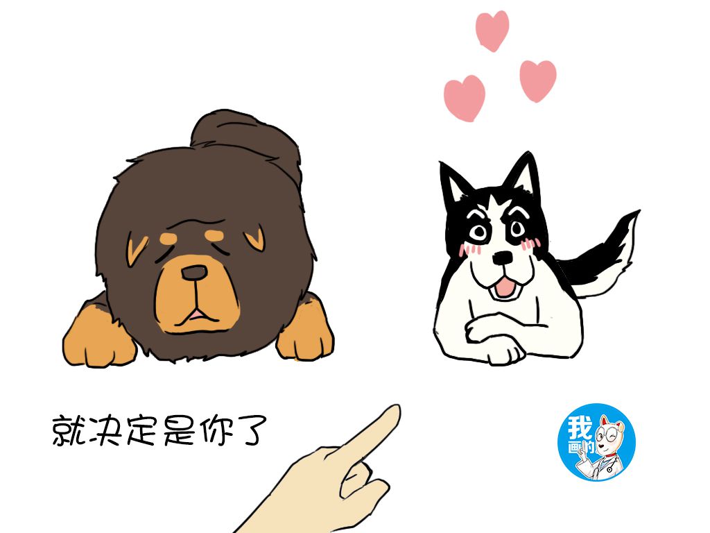 养殖藏獒的技术措施_养殖藏獒措施技术要求_养殖藏獒有前景吗
