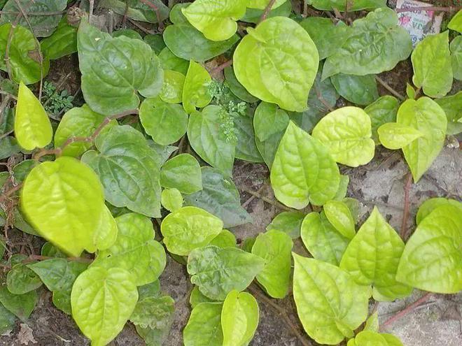 魔芋种植要学技术吗_种植魔芋新技术_种植魔芋真的不赚钱吗