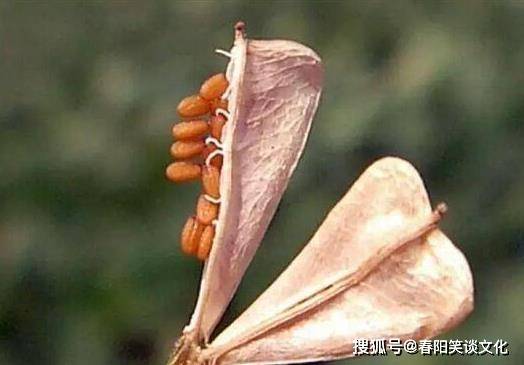 种植大叶荠菜技术与管理_大叶荠菜种植技术_种植大叶荠菜技术要点