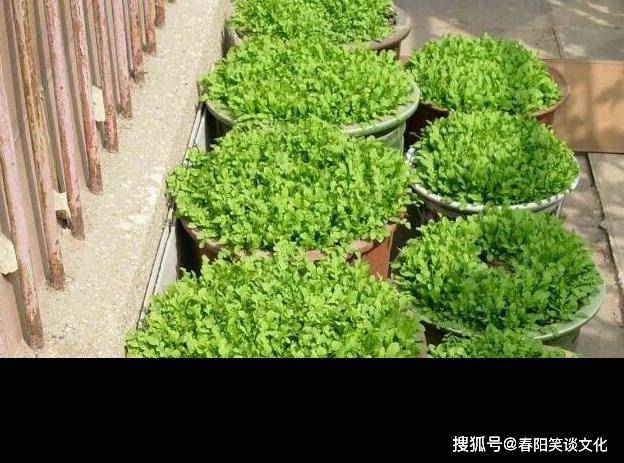 种植大叶荠菜技术与管理_种植大叶荠菜技术要点_大叶荠菜种植技术