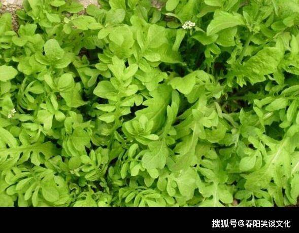 种植大叶荠菜技术要点_种植大叶荠菜技术与管理_大叶荠菜种植技术