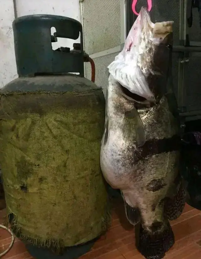 土鲫鱼养殖技术_鲫鱼养殖技术视频教程_最新养殖鲫鱼方法