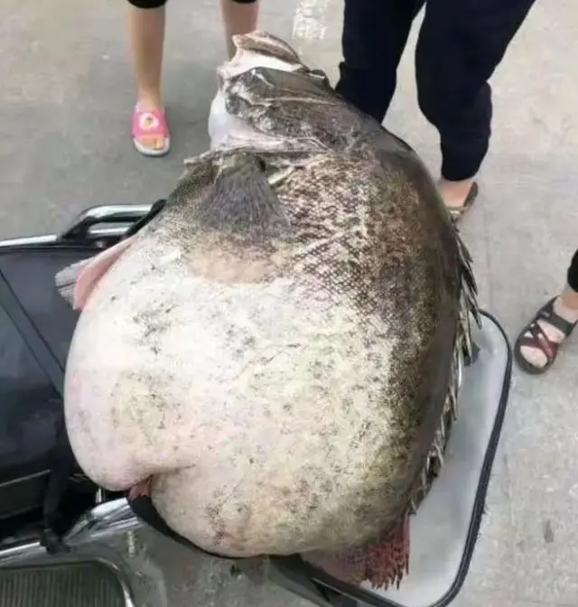最新养殖鲫鱼方法_鲫鱼养殖技术视频教程_土鲫鱼养殖技术