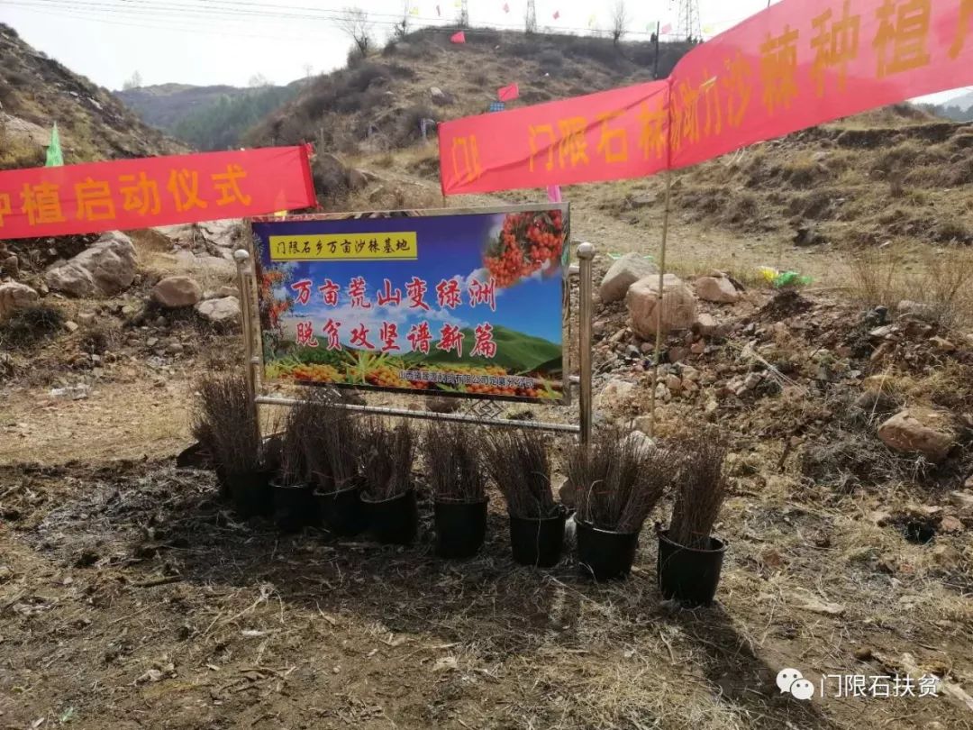 关于种植沙棘要求的视频报道_致富种植沙棘项目简介_沙棘种植致富项目