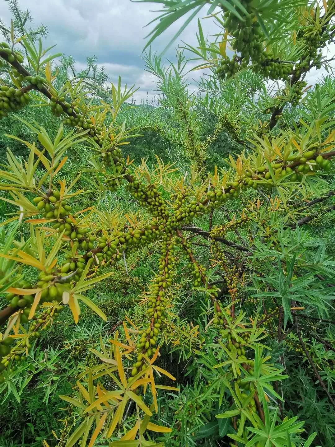 致富种植沙棘项目怎么样_沙棘种植致富项目_致富种植沙棘项目介绍