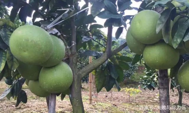 柚子子的种植技术_用柚子种栽培技术_柚子种植方法