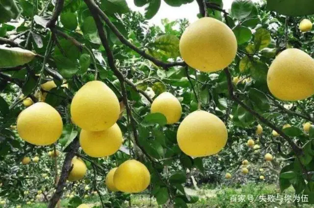 柚子种植方法_用柚子种栽培技术_柚子子的种植技术