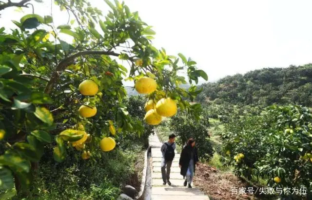 用柚子种栽培技术_柚子子的种植技术_柚子种植方法