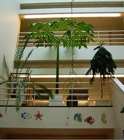 种魔芋需要什么技术_种植魔芋新技术_魔芋种植要学技术吗