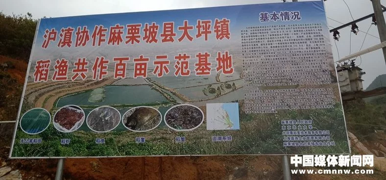 致富经龙虾_致富经网箱小龙虾_小龙虾致富路