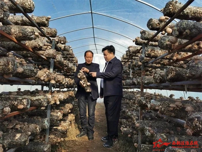 香菇大棚里走出致富路！老兵秦洁用军人作风助力乡村振兴