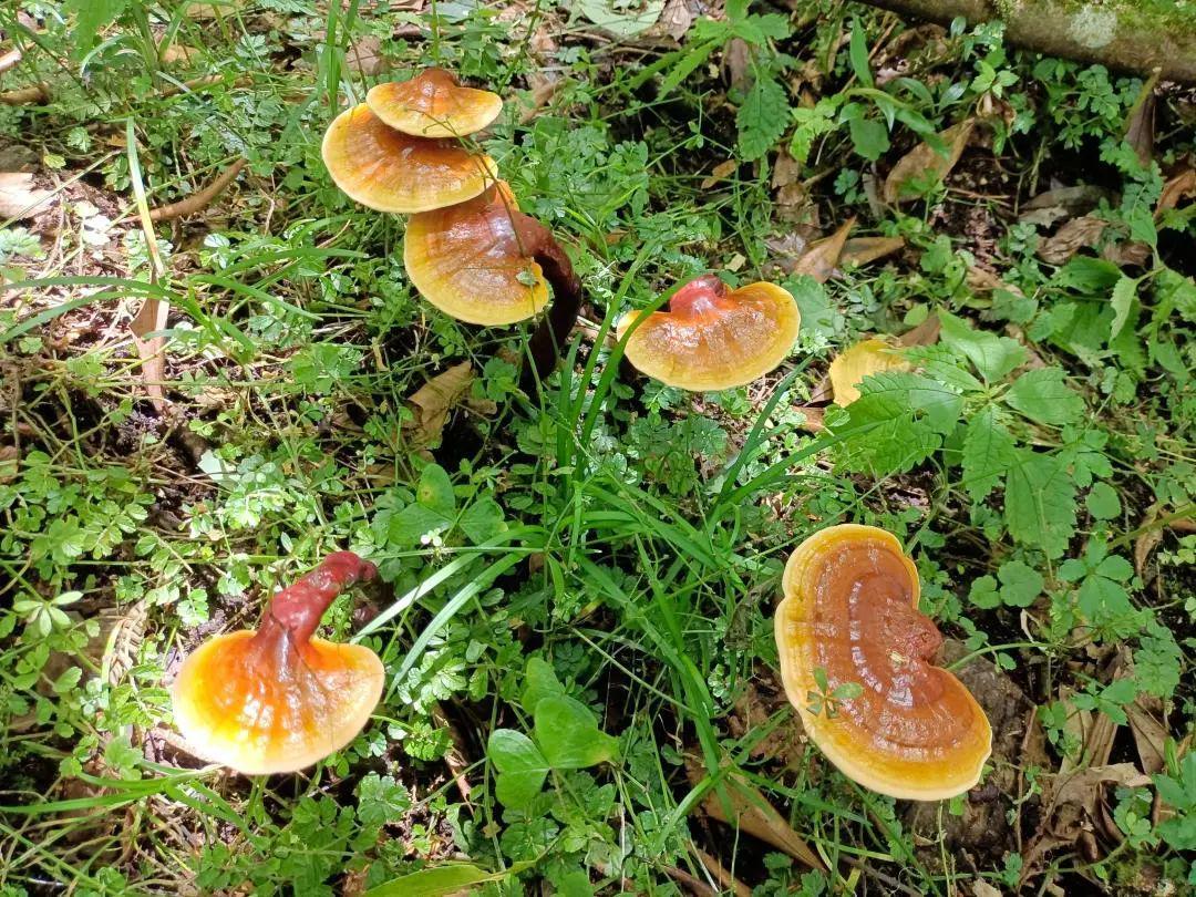 致富灵芝种植项目怎么样_灵芝种植致富项目_种植灵芝赚钱吗