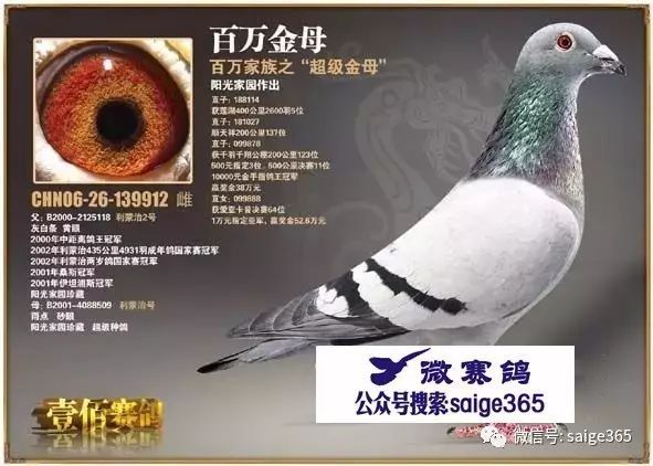 双母鸽养殖技术视频_鸽子养殖技术视频大全_鸽子的养殖视频播放