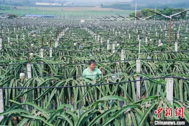 清凉种植致富果_清凉的果子叫什么_清凉致富种植果园地址