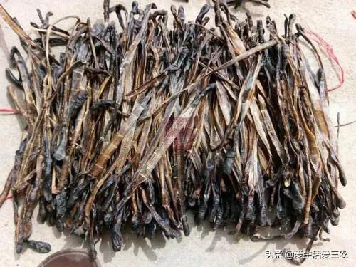 养殖蚯蚓回收技术方案_养殖蚯蚓回收技术规范_蚯蚓养殖技术及回收