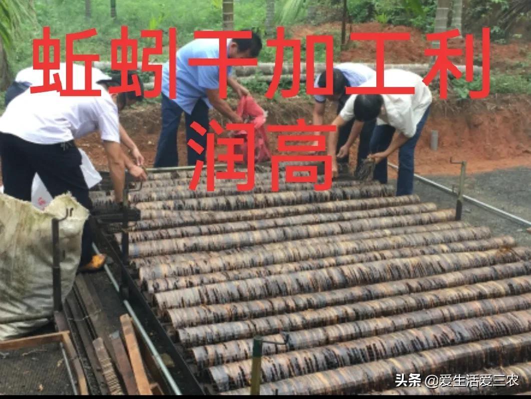 蚯蚓养殖技术及回收_养殖蚯蚓回收技术方案_养殖蚯蚓回收技术规范