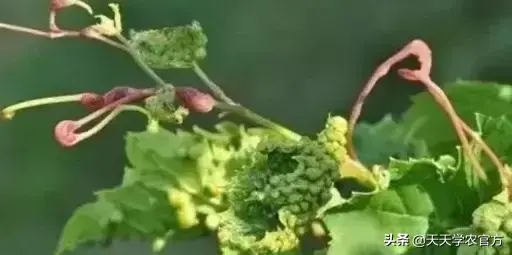栽培技术视频_巨峰种植技术视频_种植技术视频教程