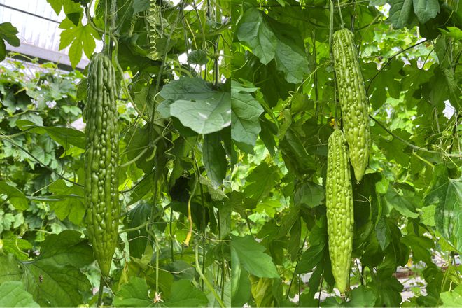 珍珠南瓜图片大全_南瓜珍珠种植管理技术要点_珍珠南瓜种植技术与管理