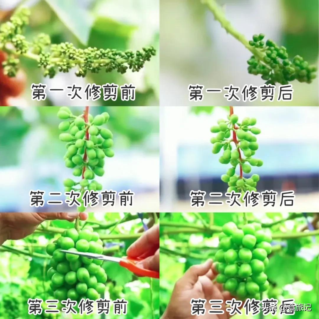 栽培技术视频_种植视频教学_巨峰种植技术视频