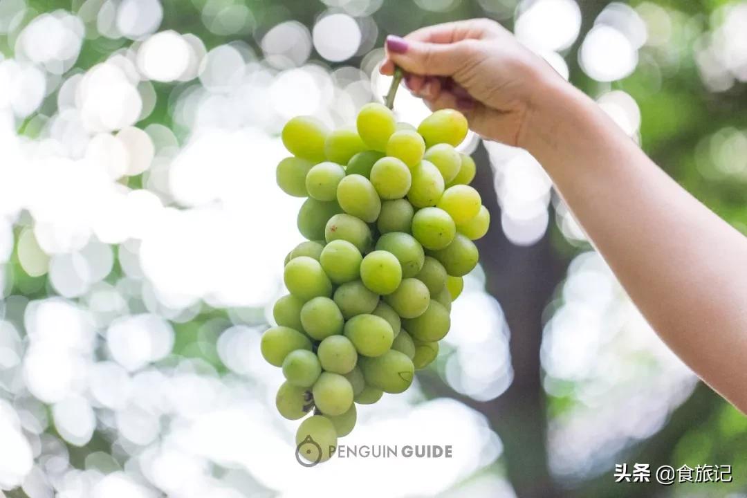 巨峰种植技术视频_种植视频教学_栽培技术视频