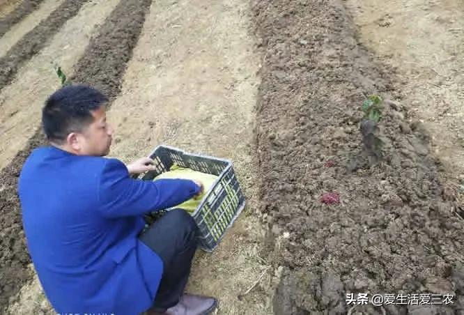 养殖蚯蚓有人回收吗2020年_养殖蚯蚓回收技术规范_蚯蚓养殖技术及回收