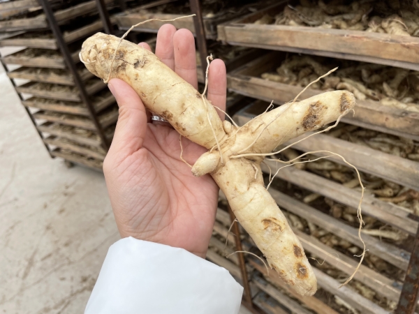 清凉种植致富果_清凉的果子叫什么_清凉致富种植果园图片