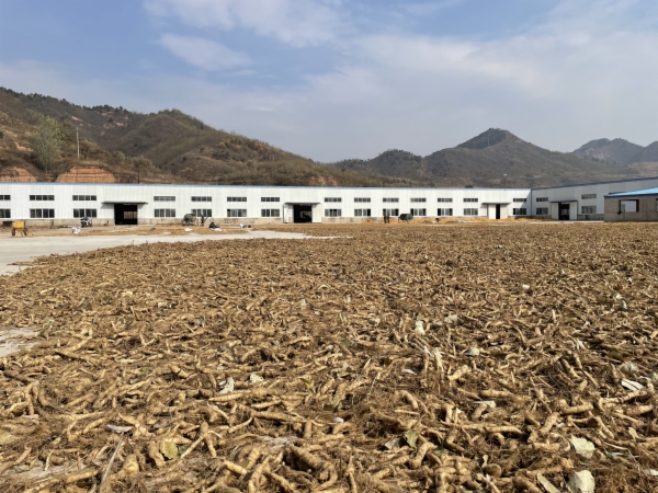 清凉种植致富果_清凉致富种植果园图片_清凉的果子叫什么