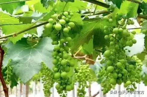 葡萄为何出现大小粒？这几个小建议，绝对可以帮到你