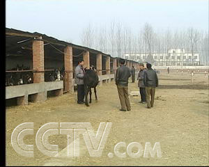 驴养殖前景_致富经养驴_养驴的效益