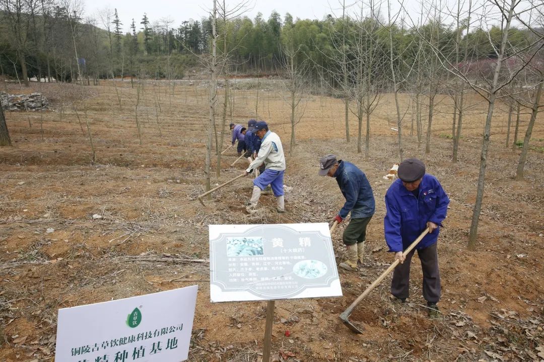 深山林下种“黄金” 农户致富辟新路