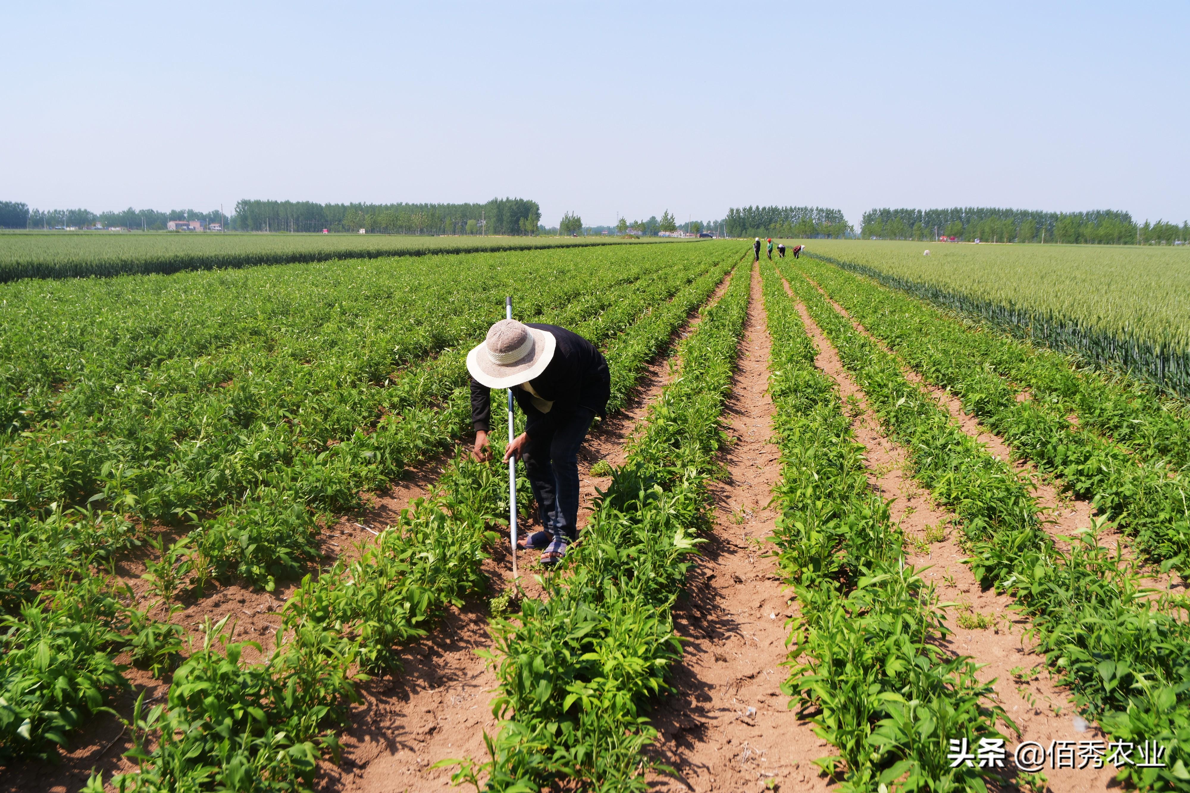 农村种植什么能致富_农村致富种植项目_致富能种植农村农业吗