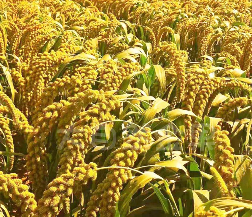 农村种植什么能致富_致富能种植农村农业吗_致富能种植农村土地吗