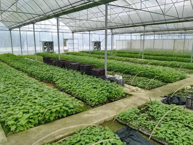 种植构树100亩利润_构树种植是不是骗局_种植构树致富