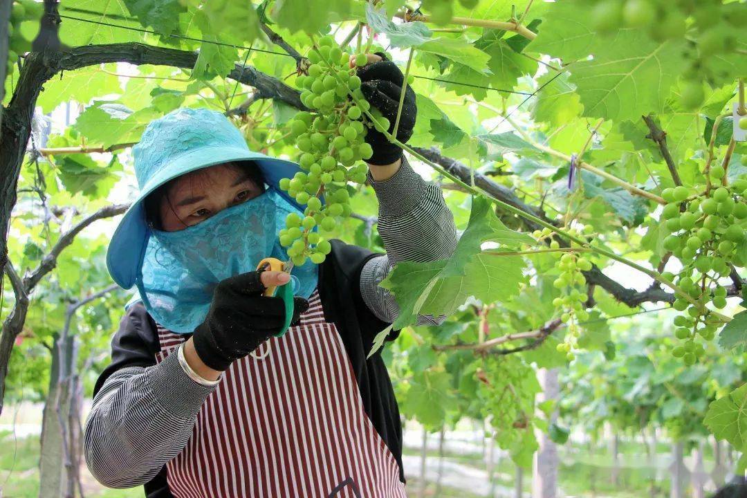 清凉致富种植果园在哪里_清凉致富种植果园地址_清凉种植致富果