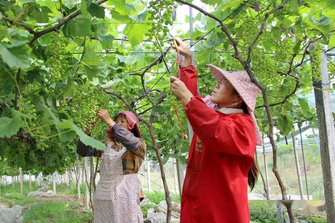 清凉种植致富果_清凉致富种植果园在哪里_清凉致富种植果园地址