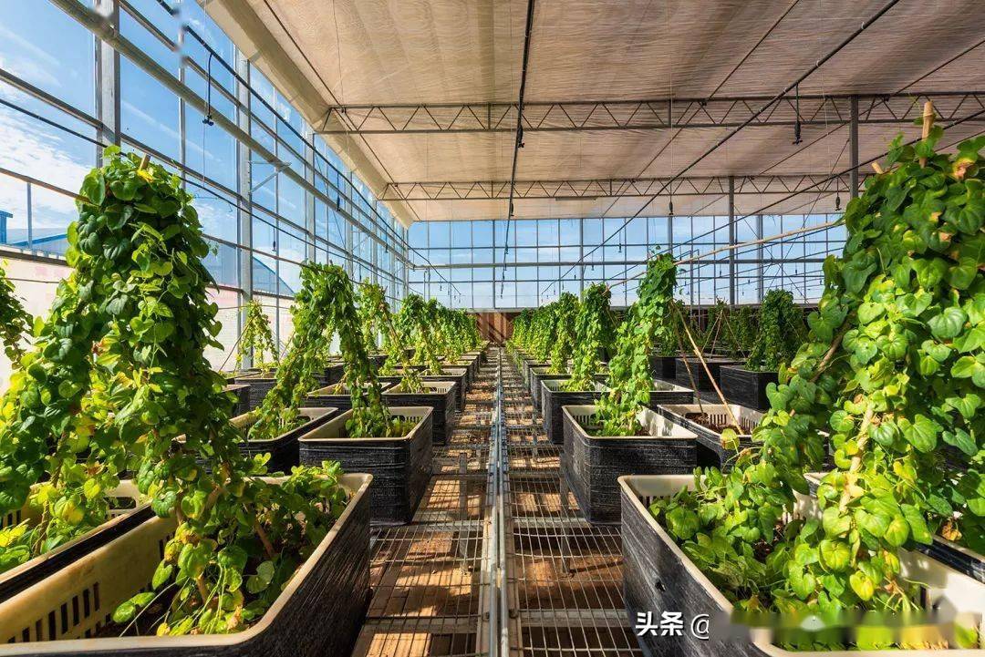 大棚种植技术圆白菜技术要点_大棚圆白菜什么时间定制_大棚圆白菜种植技术